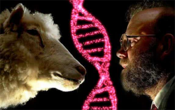 為什麼現在很少提“克隆”了？多莉的一生就是答案，實在太可憐了