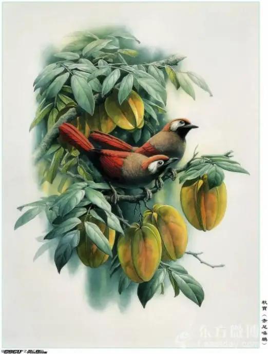 中國動植物畫第一人，曾孝濂極品工筆畫