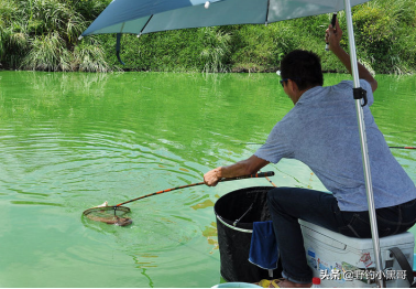 水面魚泡氾濫，魚兒上躥下跳，還是釣不上來？跟這幾點有關係