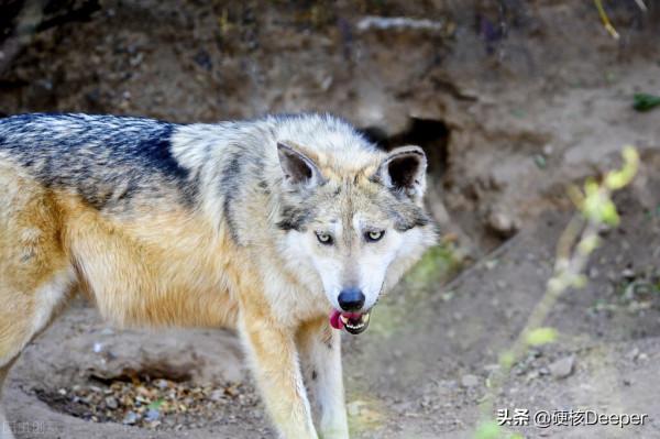 貓科動物誰最能打?在地球野區,顏值即戰鬥力 貓科動物誰最能打?在地球野區,顏值即戰鬥力