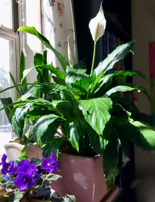 天氣轉涼,就別在室內盆栽它們,搬出屋蹭蹭長瘋了,滿盆花葉 天氣轉涼,就別在室內盆栽它們,搬出屋蹭蹭長瘋了,滿盆花葉