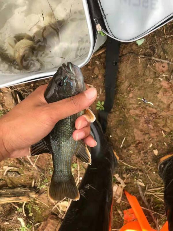 失控？東莞一水庫太陽魚成“霸主”，釣魚人一天可釣上百條