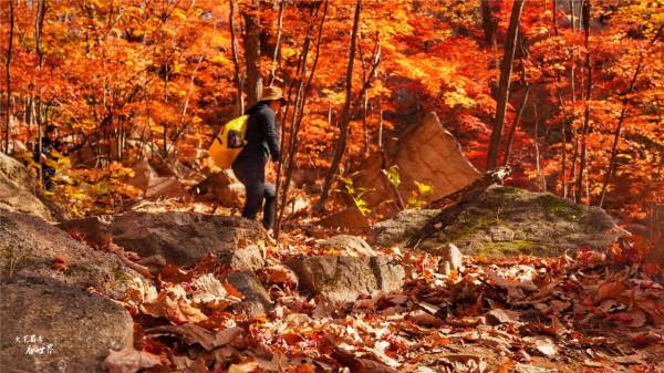 又快到了去本溪賞楓的季節，楓林谷是我退休以後每年都要去的地方