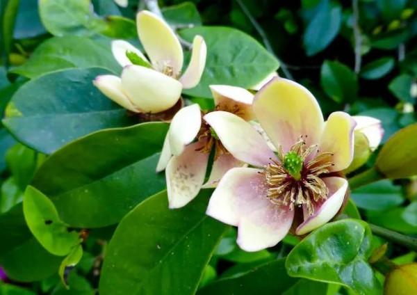 花有靈性“人養花一年,花養人一世”為自己為家人養棵健康美麗花 花有靈性“人養花一年,花養人一世”為自己為家人養棵健康美麗花