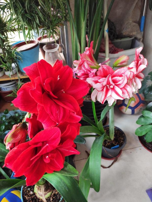 6種&OpenCurlyDoubleQuote;網紅花&rdquo;，喜歡可以買，顏值高，價格實惠，看著就&OpenCurlyDoubleQuote;歡喜&rdquo;