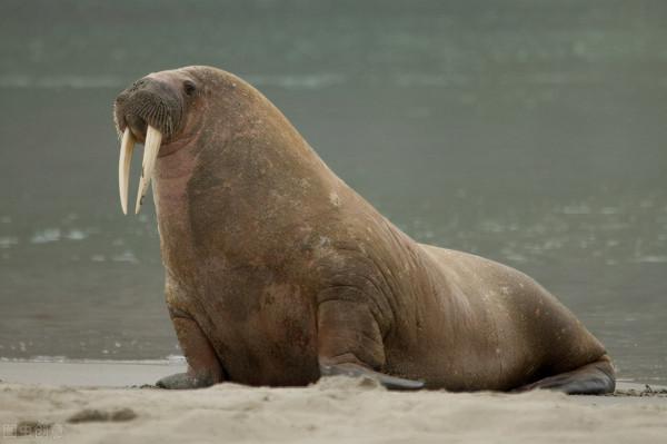 14個你不知道的生活冷知識,魷魚竟然可以改變自己的基因? 14個你不知道的生活冷知識,魷魚竟然可以改變自己的基因?