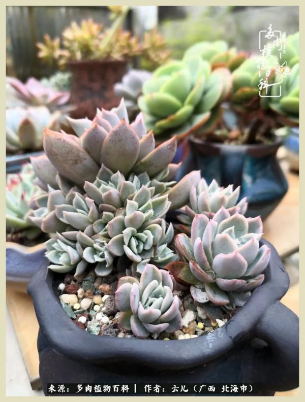 養花種多肉到底有什麼用？答案在這裡