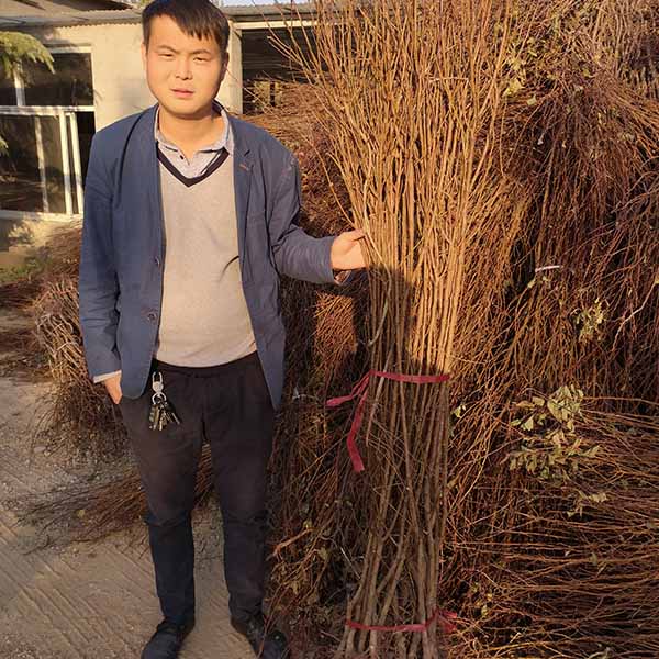 晚熟新品種杏樹苗品種“荷蘭香蜜杏樹苗”品種特點介紹，基地育苗