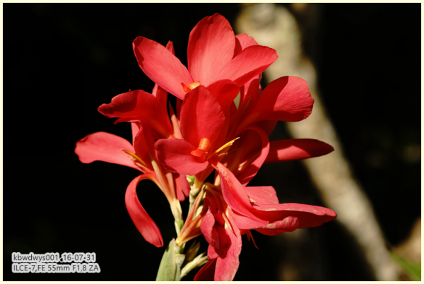 生活雜記:坡島散記08——流連忘返植物園 生活雜記:坡島散記08——流連忘返植物園