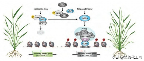 2021中國農業科學10項重大進展