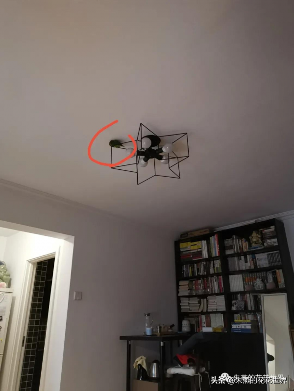 一隻沒有喝孟婆湯的小鸚鵡 一隻沒有喝孟婆湯的小鸚鵡