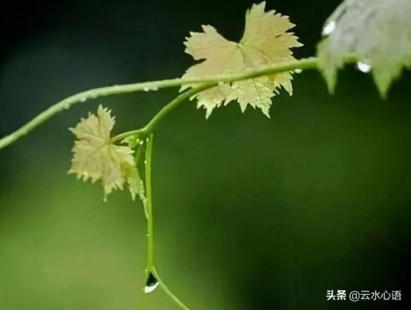 杜荀鶴的一首七律，描寫生動，美好的場景彷彿都歷歷在目