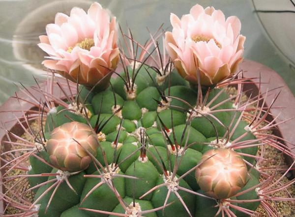 仙人球刺扎人，“拽掉”行不行？剪可以，拽不行