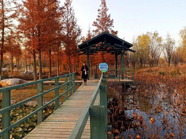 波光瀲灩水杉紅，層林盡染如畫中（之五）