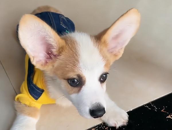 河南一女子下班回家發現自家狗子呼呼大睡,感嘆自己活得不如狗 河南一女子下班回家發現自家狗子呼呼大睡,感嘆自己活得不如狗