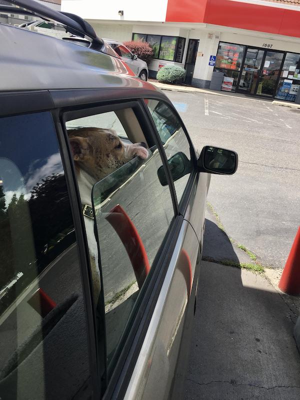 22 張可愛的動物照片,一看就很喜歡的那種 22 張可愛的動物照片,一看就很喜歡的那種