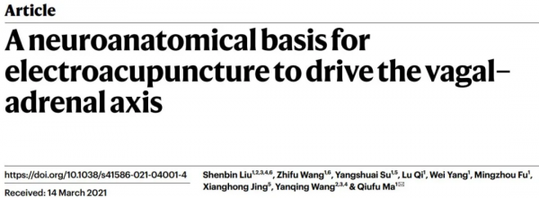 刺激“穴位”為什麼能治病？哈佛研究團隊找到了背後的神經基礎