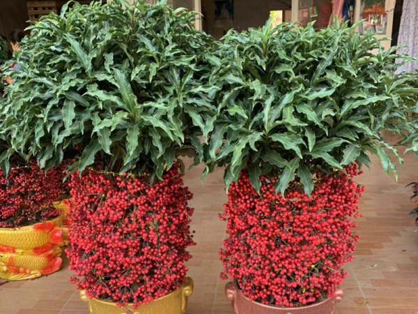 紅果累累的硃砂根，被稱為“黃金萬兩”，美麗又富貴