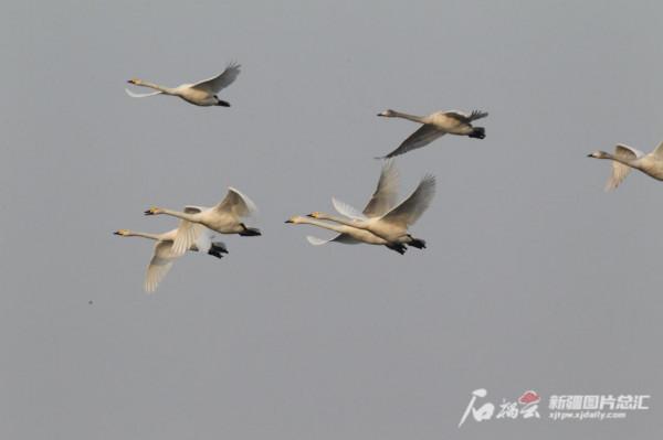 來看新疆這些野生動物“過冬”妙招 來看新疆這些野生動物“過冬”妙招