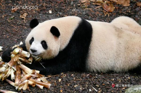 今天，來說說如何給大熊貓“充電”