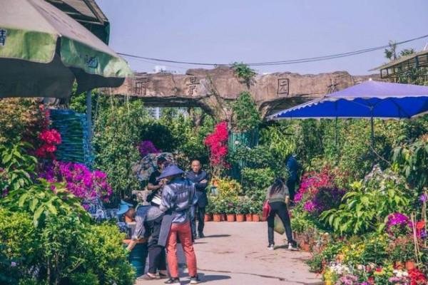 節後去花市“撿漏”，牢記“5買、5不買”，不花冤枉錢