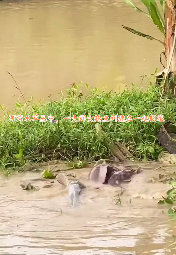 雨後，汕尾一河灣大群鯰魚水面翻滾，附近釣魚人：每條都有幾十斤
