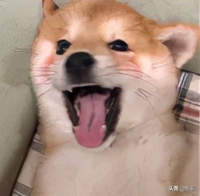 世界各國王室中，為什麼只有英國王室越來越醜？