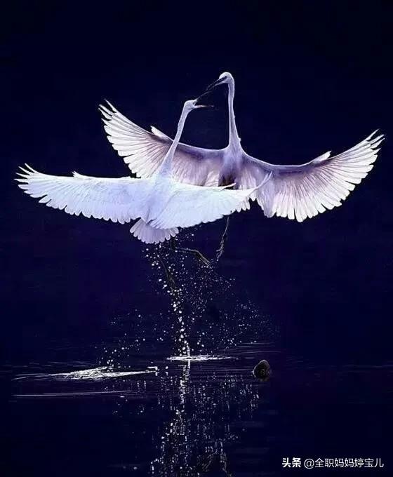 分享——比翼鳥