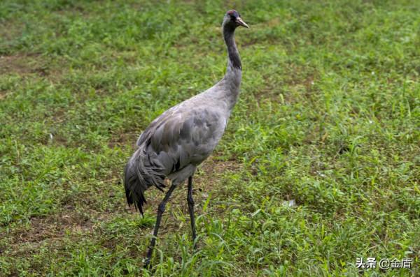 近距離觀賞野生動物園的動物，令遊人大飽眼福