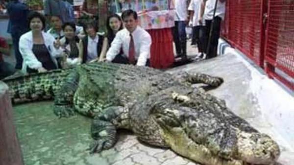 盤點史上最大的10頭鱷魚,洛龍重達1噸,東北虎在它面前不堪一擊 盤點史上最大的10頭鱷魚,洛龍重達1噸,東北虎在它面前不堪一擊