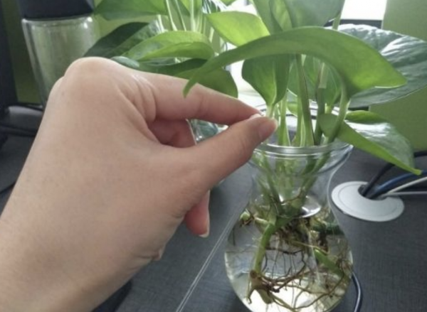 過期小藥片，碾碎澆花一級棒，葉子油亮不生蟲，開花更勁爆