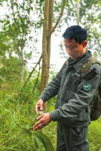 追蹤北移象群的“尋象員”巖罕陸:用傣語勸返象群 愛大象也保持警惕 追蹤北移象群的“尋象員”巖罕陸:用傣語勸返象群 愛大象也保持警惕