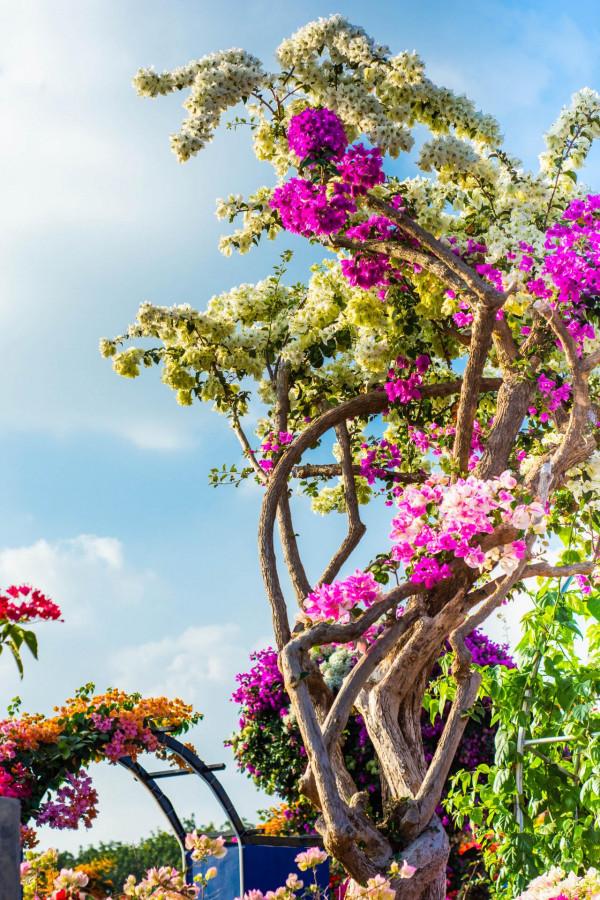 為什麼粵龍山被稱為三角梅王國？