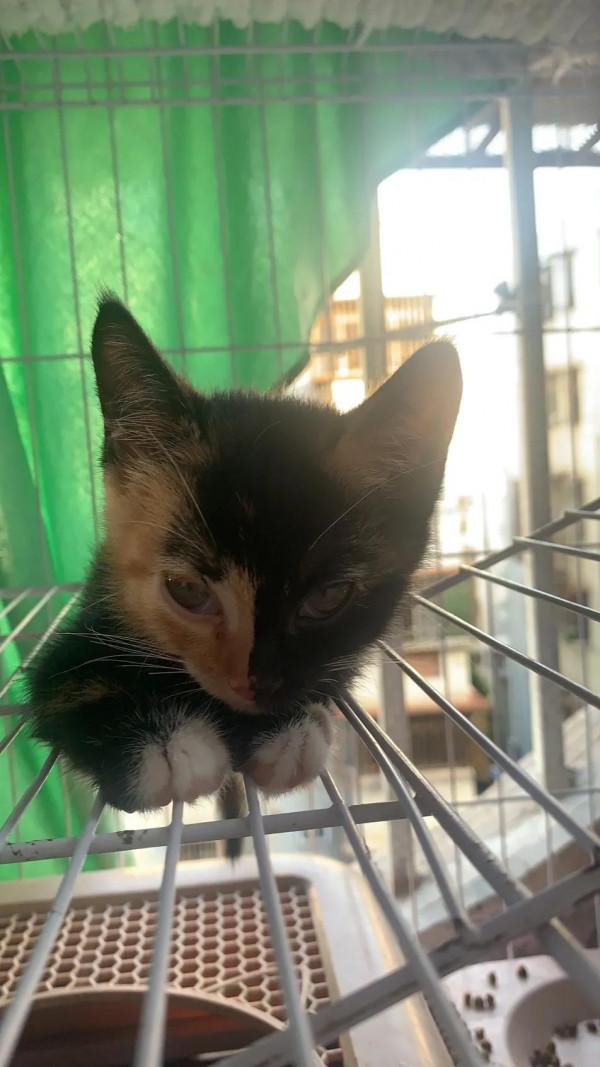 獅子座小貓咪求名字