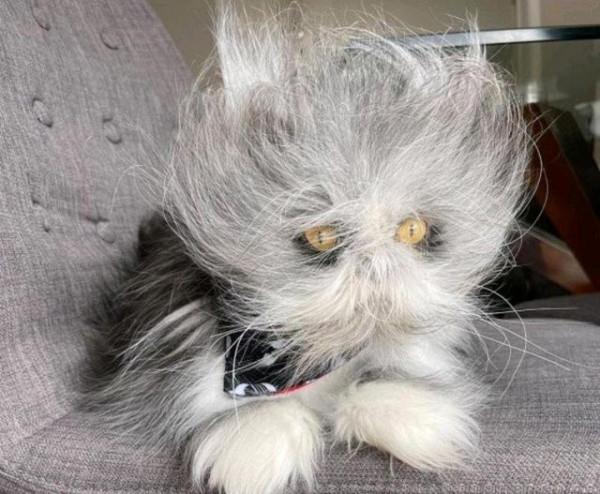 我尋思一隻貓能有多“潦草”，直到我看到了這隻貓