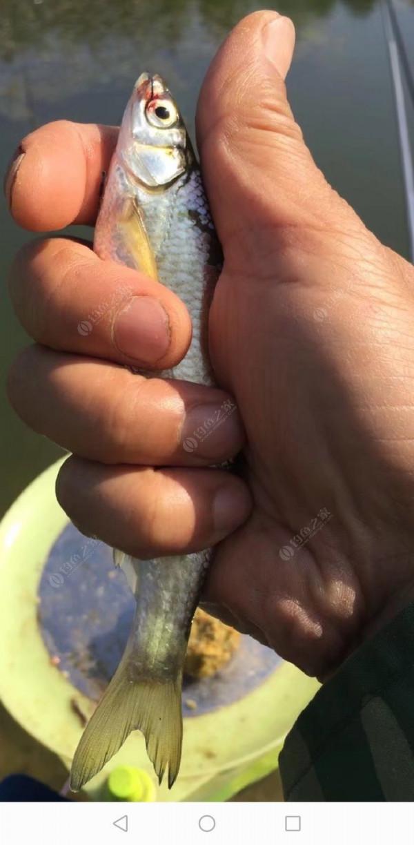 百人競釣黃碼河