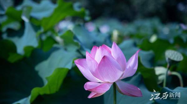 石城丨走進大畲村