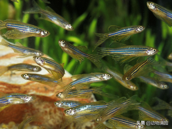 物種百科：斑馬魚