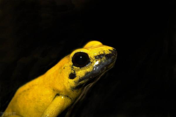 盤點地球上十種最毒的致命生物！你知道幾種？