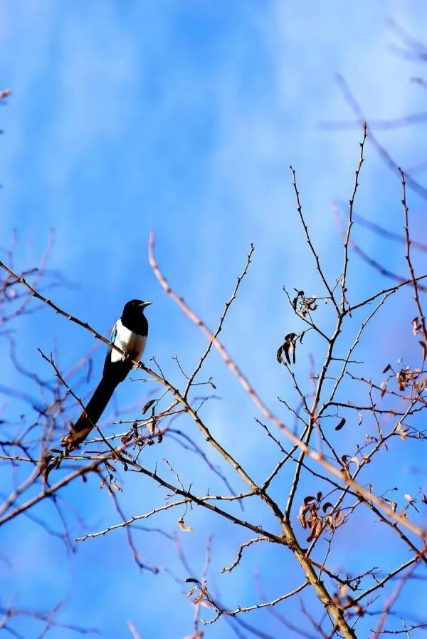 分享圖片&mdash;&mdash;喜鵲報喜鳥，喜事來咱家