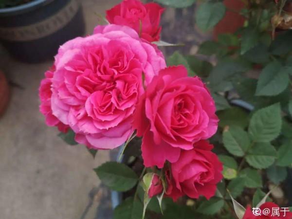 秋天病蟲害氾濫，自制養花殺蟲水，3天就見效