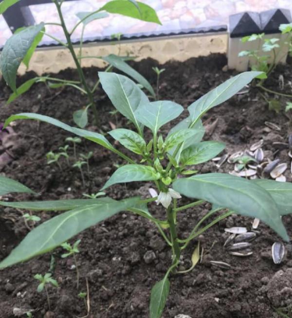 用個破油桶，陽臺種辣椒，一棵結8斤，沉得壓彎枝