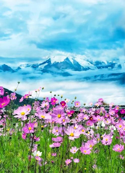 美爆了！！！雪山下的花海