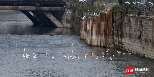 秀恩愛 鳥戲枝頭報春來