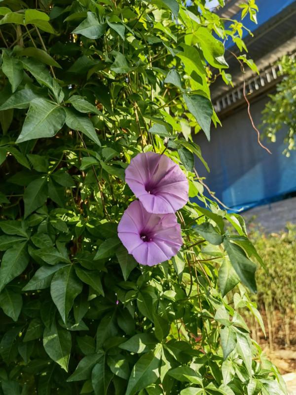 彌勒市竹園,一個美麗的地方 彌勒市竹園,一個美麗的地方