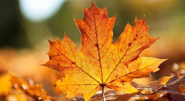 秋季保健從“腸”計議