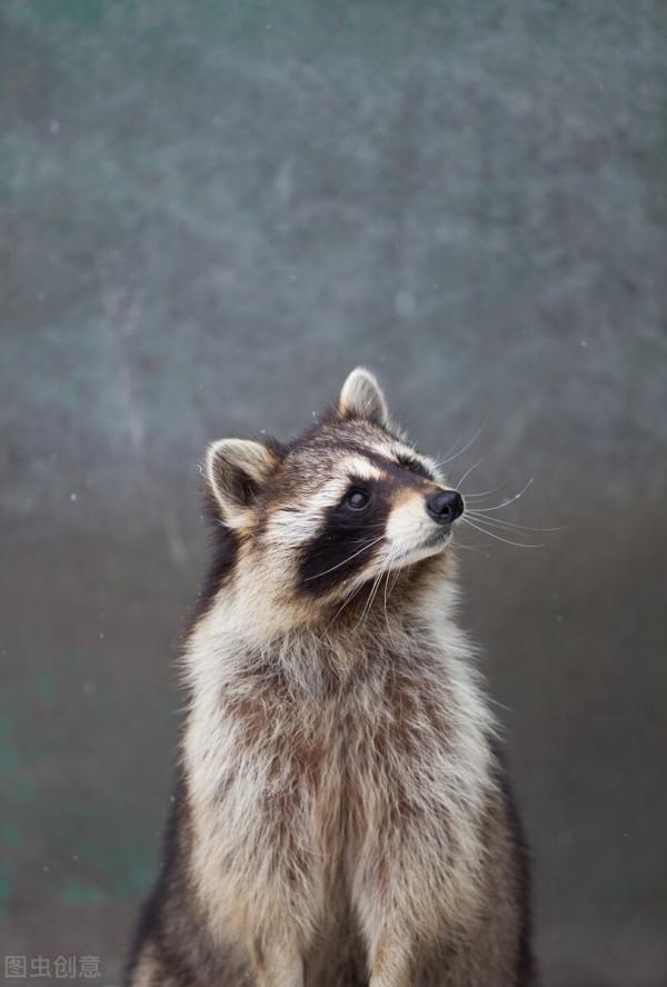 41、你見過紅色的小熊貓嗎？（雙語科普）