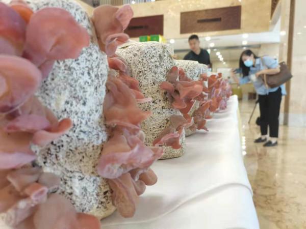 顛覆認知!粉紅色的木耳來了 顛覆認知!粉紅色的木耳來了