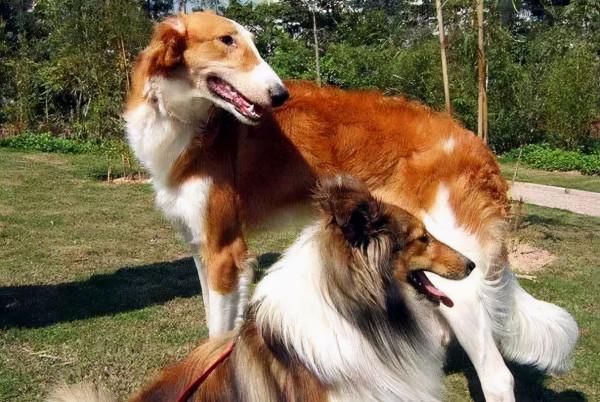 盤點狗界中5大“蠢狗”，一個比一個蠢，誰養誰鬧心