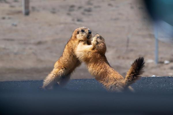 回到去往紅其拉甫的路上。仍是一路雪山相伴 回到去往紅其拉甫的路上。仍是一路雪山相伴